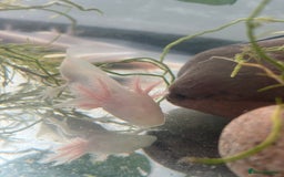 Axolotl reptiles for sale: 5 months old juvenile pink axolotls £30 in Welling - Image 7