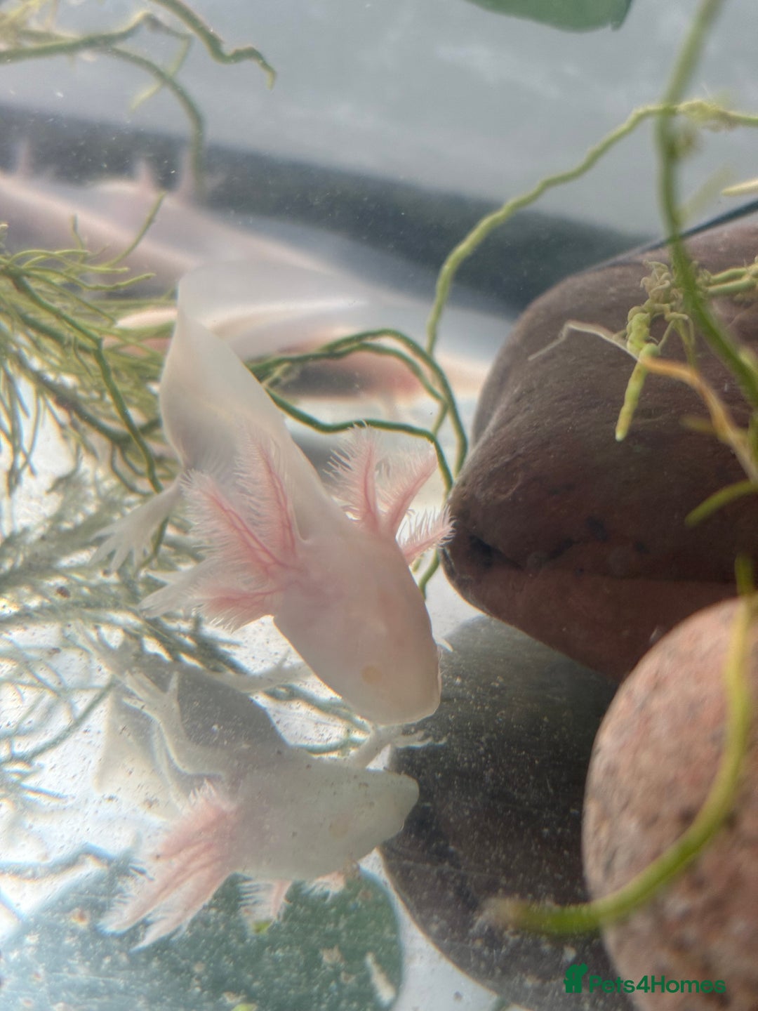 Axolotl reptiles for sale: 5 months old juvenile pink axolotls £30 in Welling - Image 7