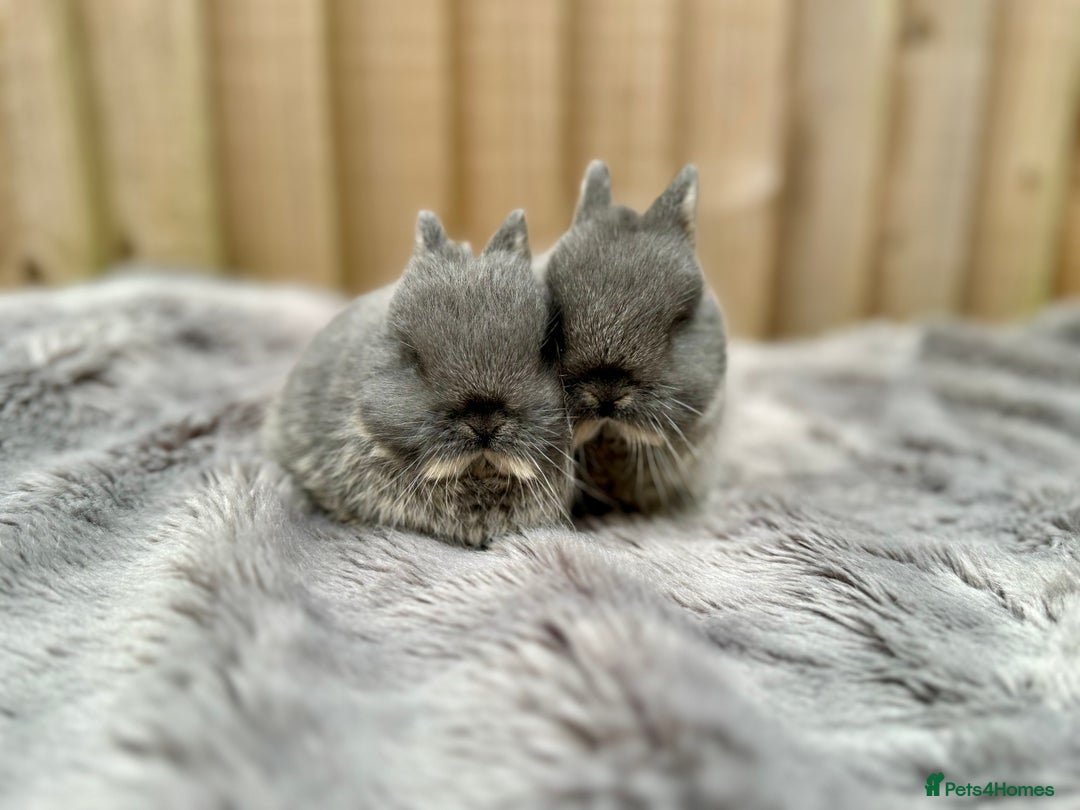 Netherland Dwarf rabbits for sale: Netherland Dwarf Rabbits  - Image 2