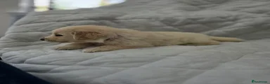 Golden Shepherd Puppy 3
