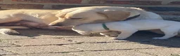Labrador Retriever dogs for sale: STUNNING LABRADOR PUPPIES  - Advert 12
