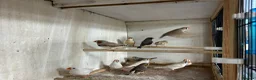 Finches birds for sale: Male and female zebra finches  - Advert 4