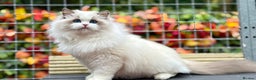 Ragdoll cats for sale: ACTIVE BOY or neutered pet  - Advert 2