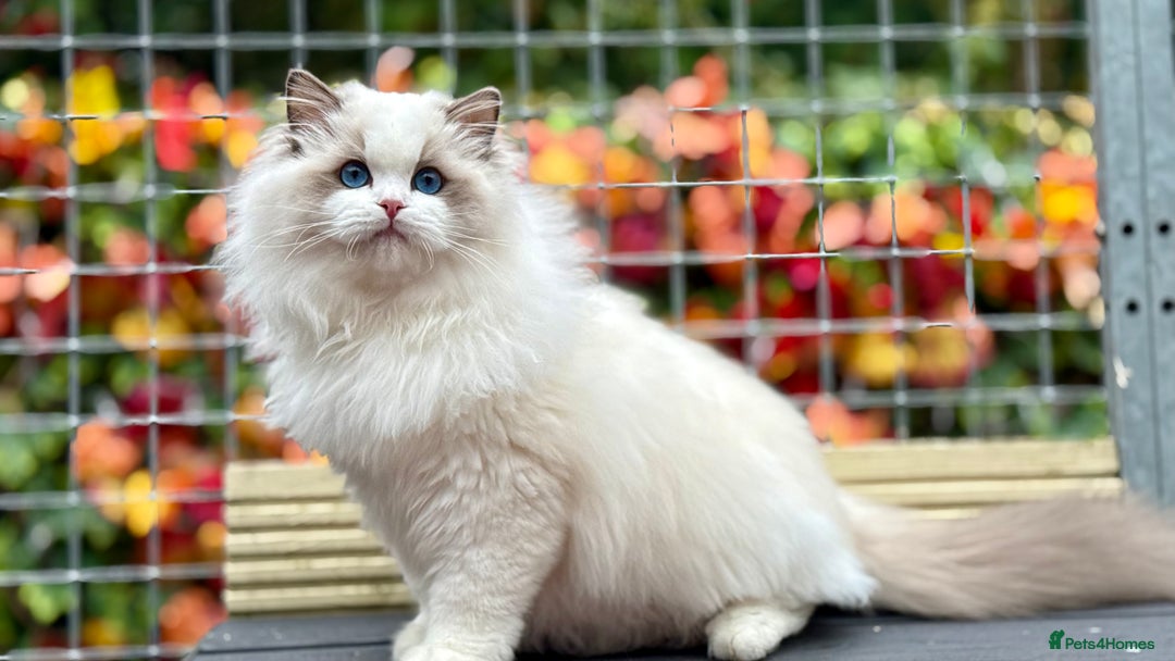 Ragdoll cats for sale: ACTIVE BOY or neutered pet  - Advert 2