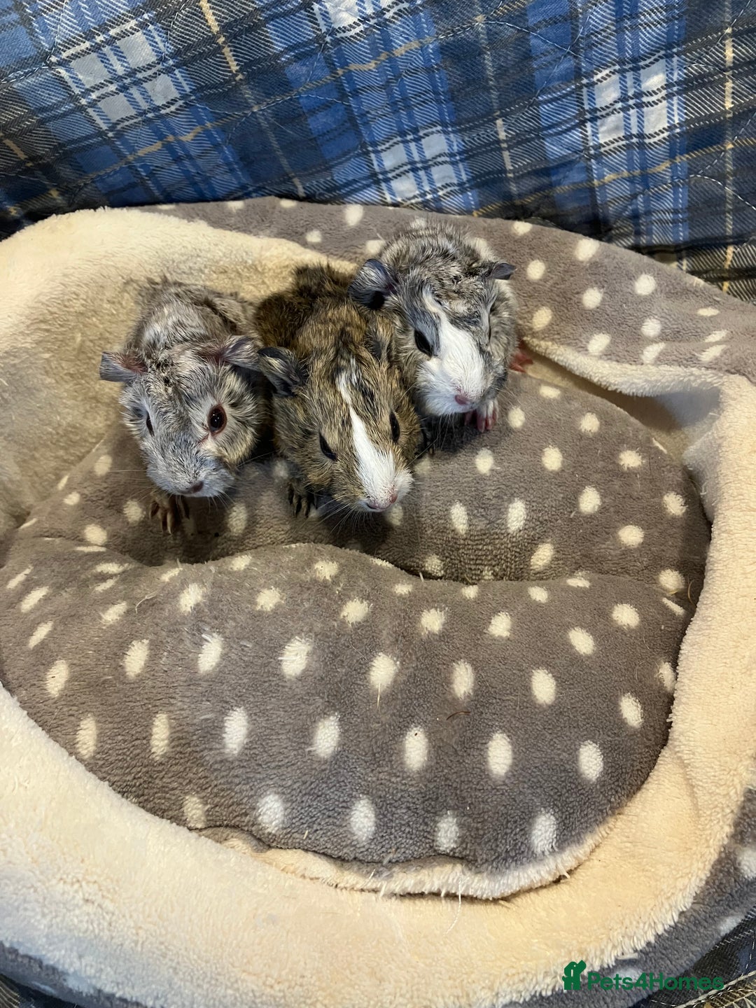 Guinea Pig rodents for sale: Lots of lovely baby boy guinea pigs - Advert 18