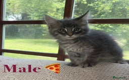 Maine Coon cats for sale: Beautiful pedigree maine coons, open to offers - Image 18