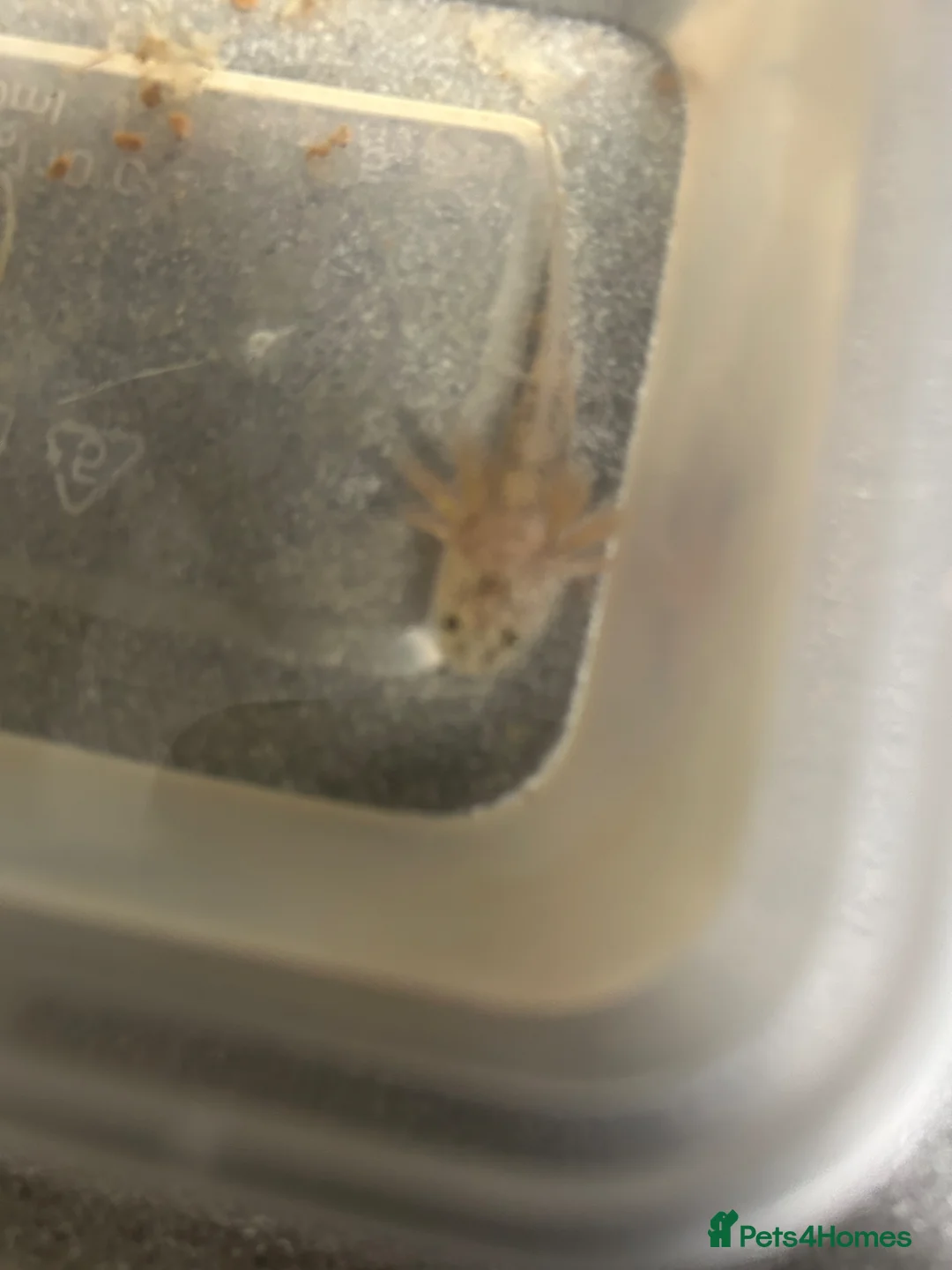 Other/Mixed Breed fish for sale: Baby axolotls  in Stanley - Advert 5
