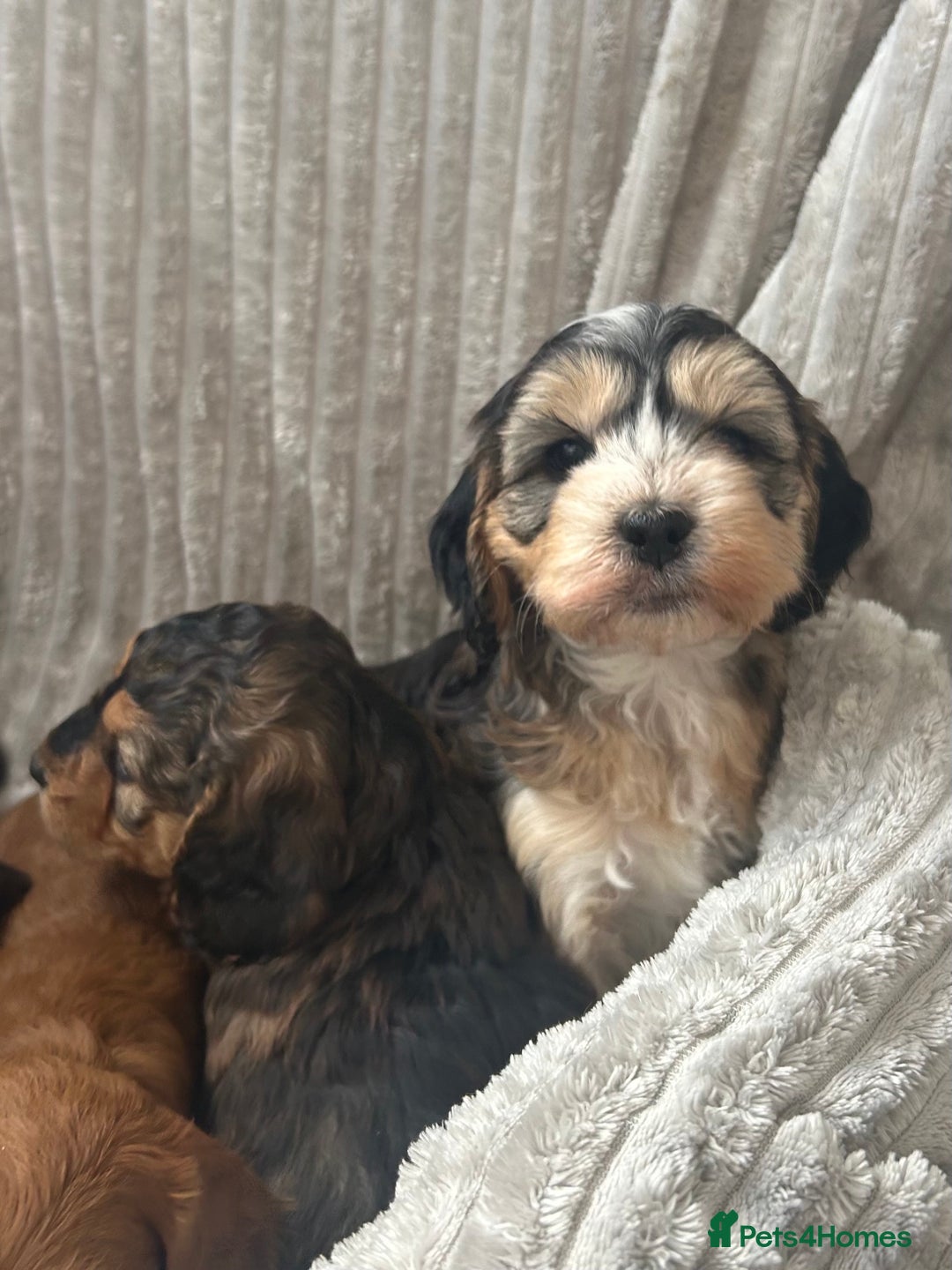 Cockapoo dogs for sale: Cockapoo Puppies - Image 14