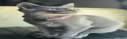 Russian Blue cats for sale: Russian Blue boy , N.London - Advert 10