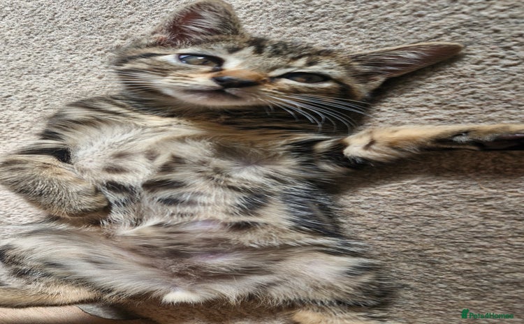 Mixed Breed cats - Advert 9