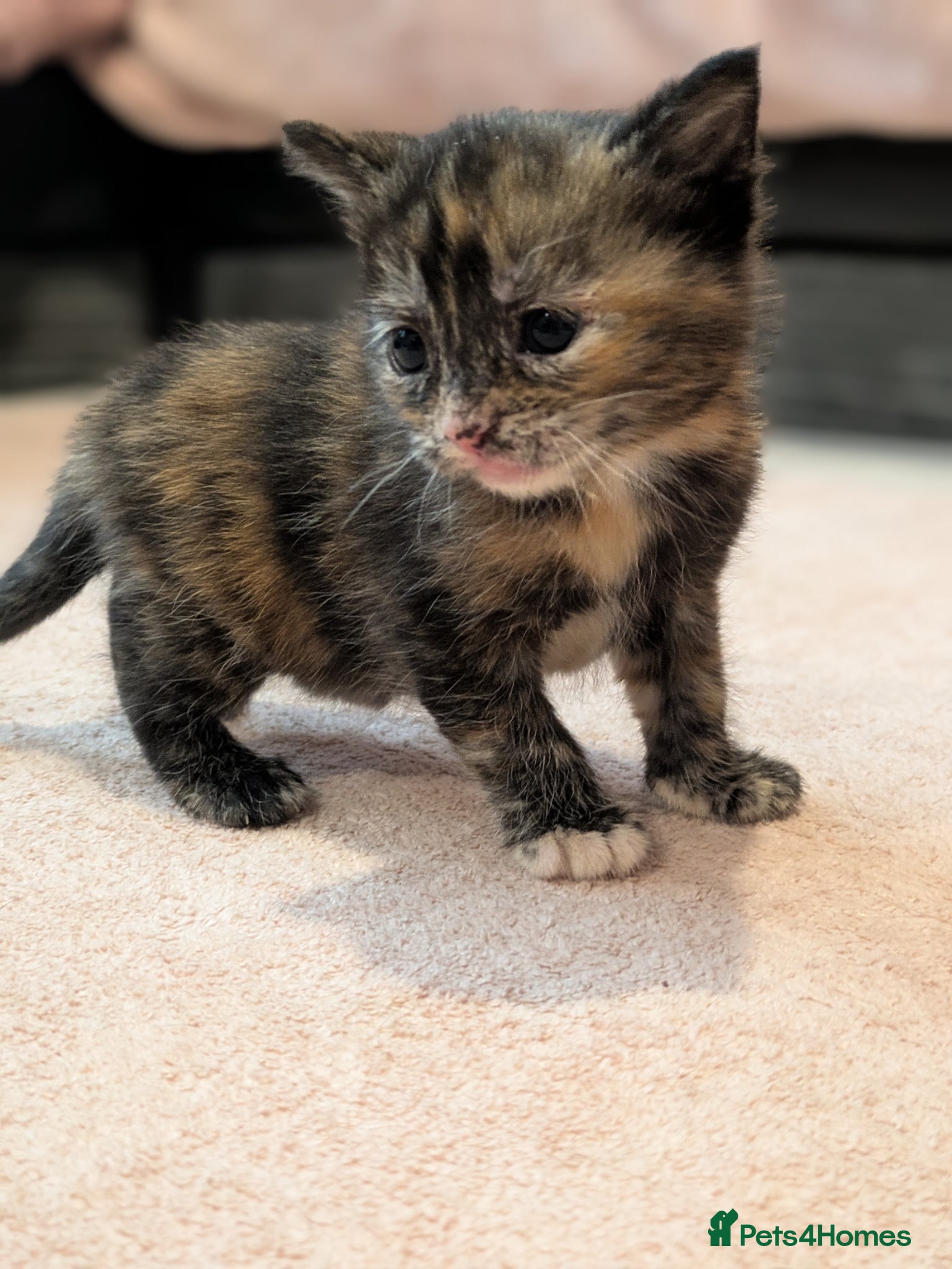 Mixed Breed cats Beautiful American short hair cross Kittens - Advert 1