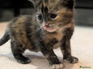 Mixed Breed cats Beautiful American short hair cross Kittens - Advert 1