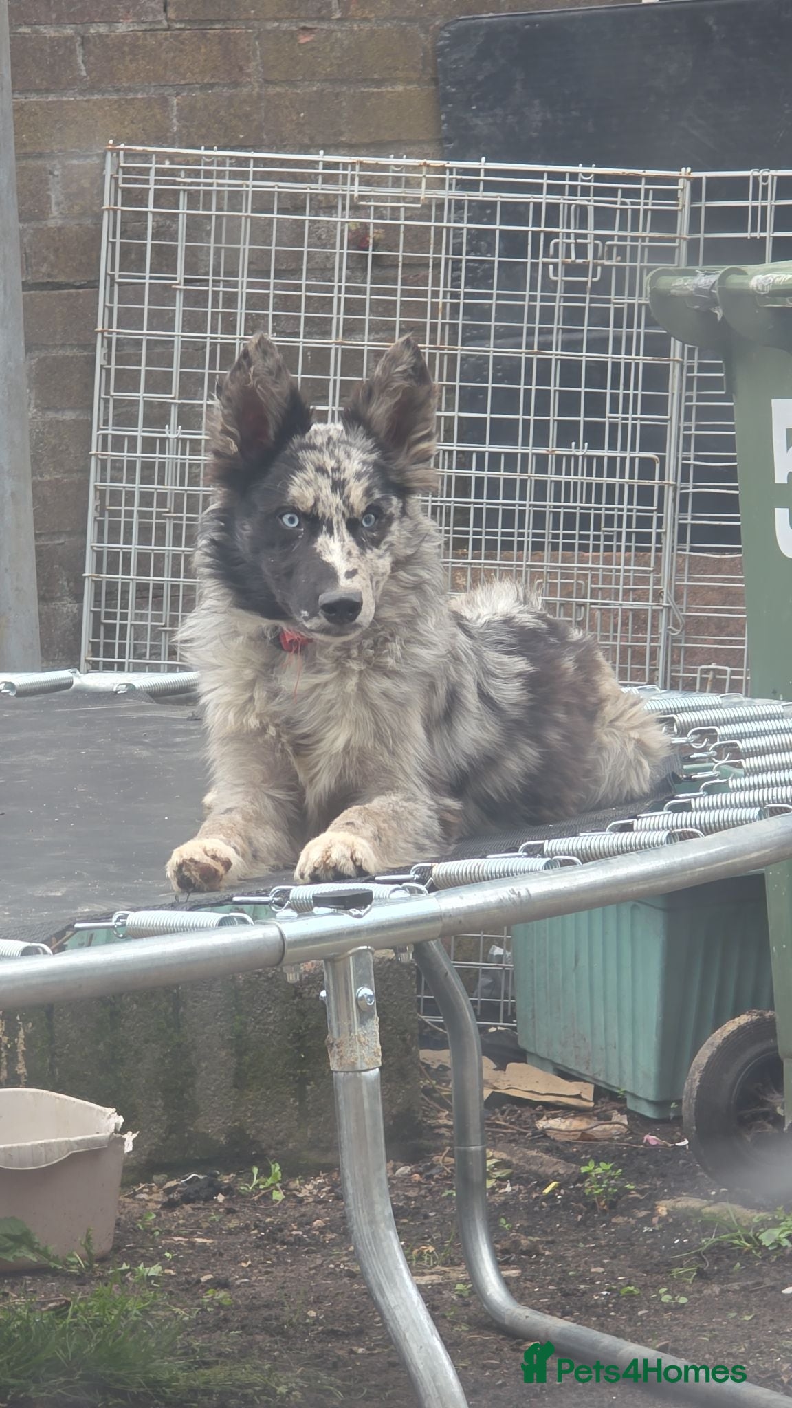 Mixed Breed dogs Husky cross collie for sale - Advert 1
