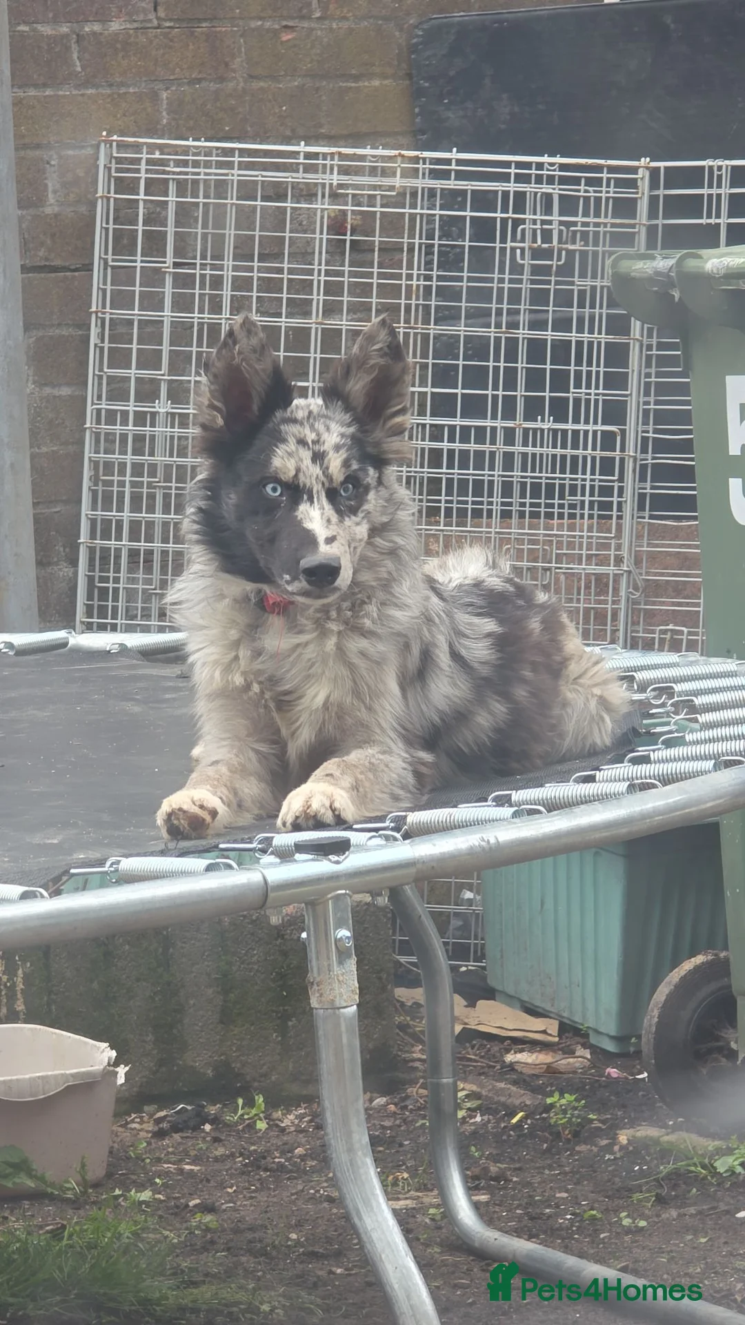 Mixed Breed dogs for sale: Husky cross collie for sale - Advert 1