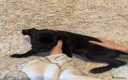 Cane Corso dogs for sale: Beautiful Litter Of Cane Corso Puppys - Image 35