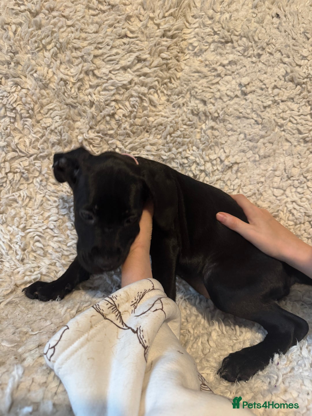 Cane Corso dogs for sale: Beautiful Litter Of Cane Corso Puppys - Image 35