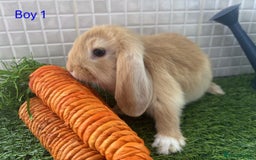 Mini Lop rabbits for sale: Mini lop baby bunnies - Ready now! - Image 5