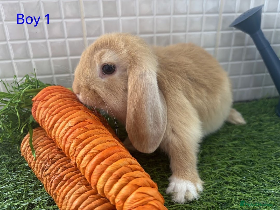 Mini Lop rabbits for sale: Mini lop baby bunnies - Ready now! - Image 5