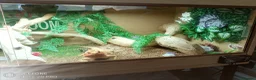 Bearded Dragon reptiles for sale: Female bearded dragon  in Bristol - Advert 2