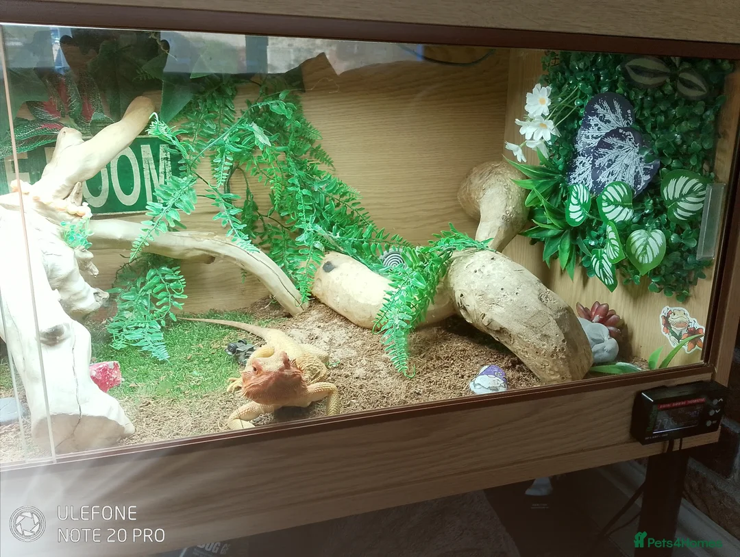 Bearded Dragon reptiles for sale: Female bearded dragon  in Bristol - Advert 2