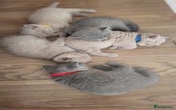 British Shorthair cats for sale: Champion line British Shorthair kittens  - Image 3