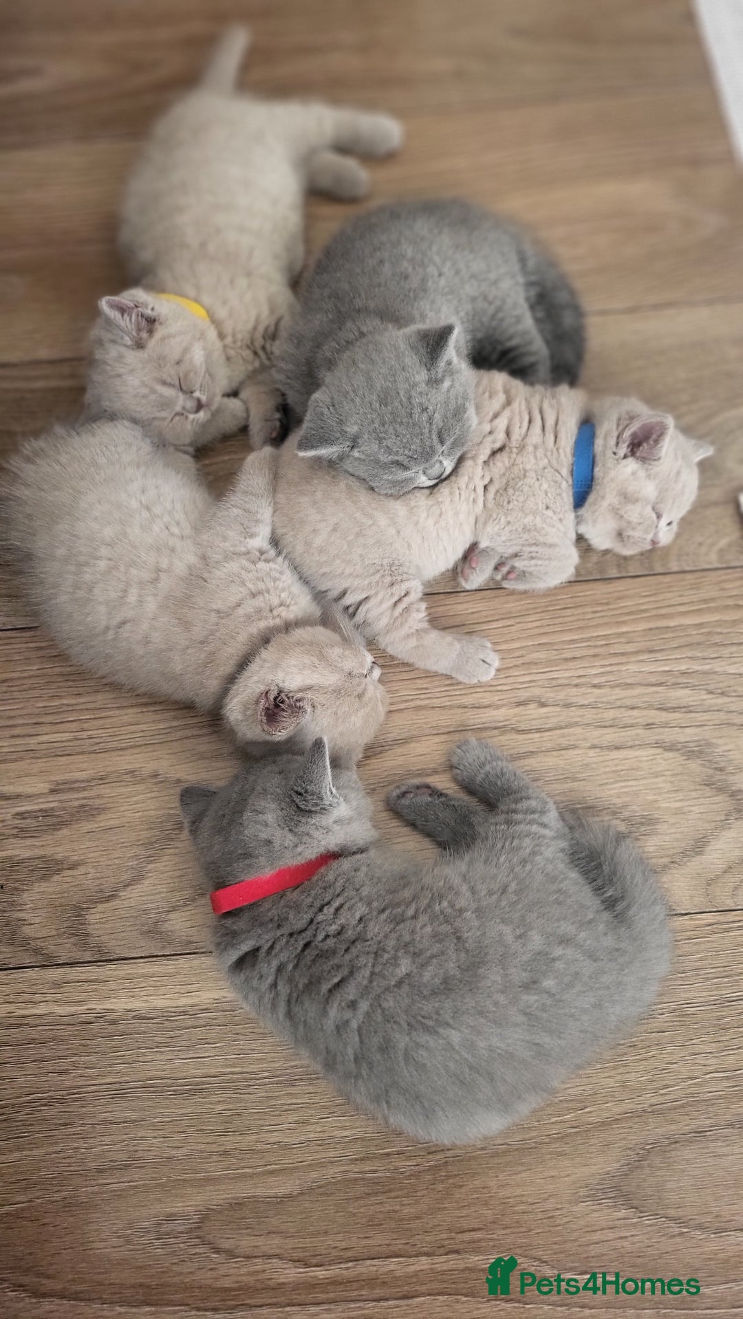 British Shorthair cats for sale: Champion line British Shorthair kittens  - Image 3