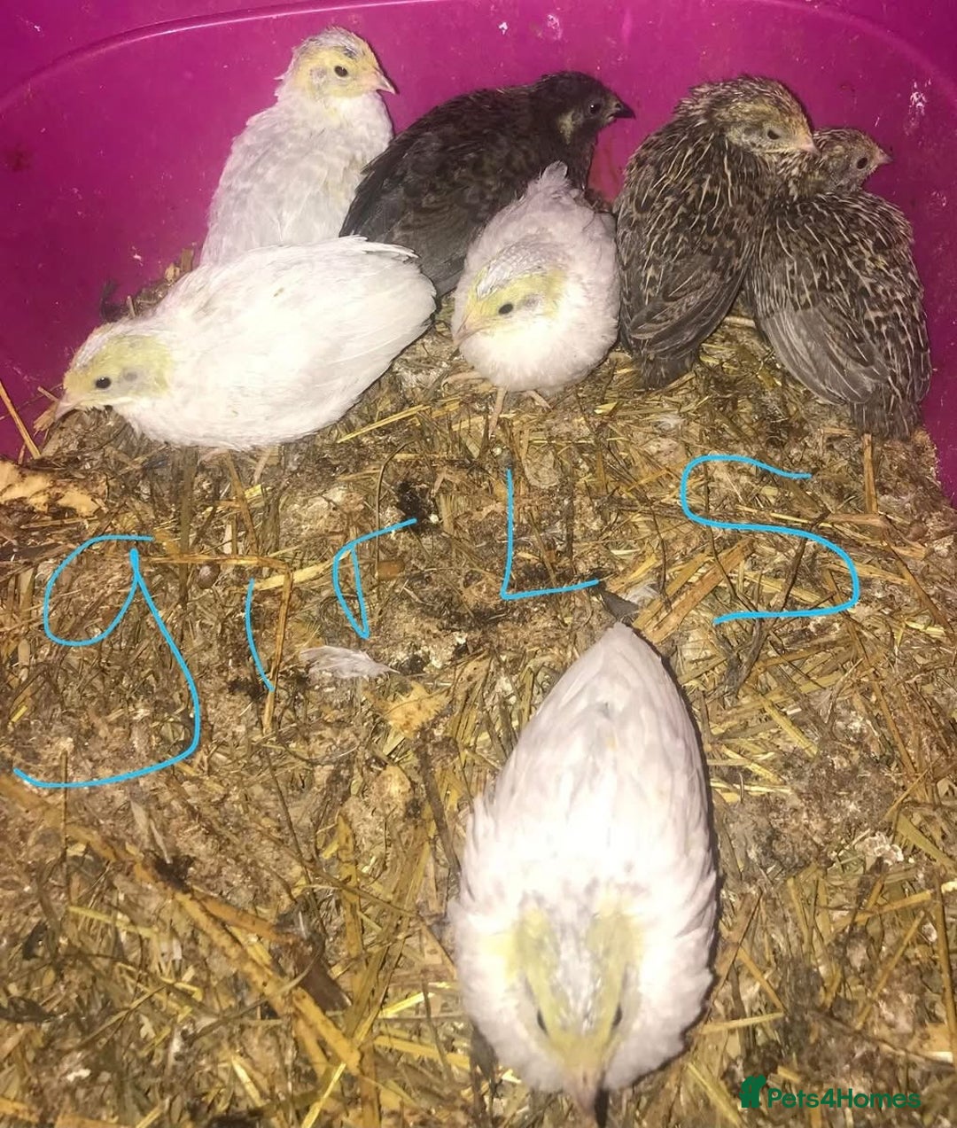 Quail poultry for sale: QUAILS EGGS/CHINESE PAINTED BUTTONS ! - Image 28