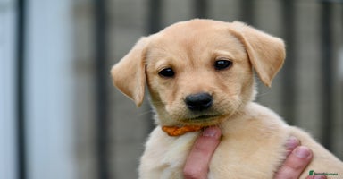 Labrador Retriever dogs - Advert 14