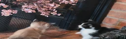 Ragdoll cats for sale: Mixed breed ragdolls.  - Advert 21