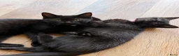 Mixed Breed cats for sale: Black Kittens Ready For Their Forever Homes in Crawley - Advert 3