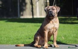 Cane Corso dogs for stud: 🧊 ANTIQUA FORTIS DA’VINCI OF PETRAANGELZ 🧊 - Image 1