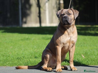 Cane Corso dogs - Advert 32