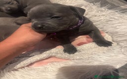 Staffordshire Bull Terrier dogs for sale: 💥READY TO LEAVE NOW 💥 PURE BLUE STAFFS PUPS🩵 in Barnsley - Image 16