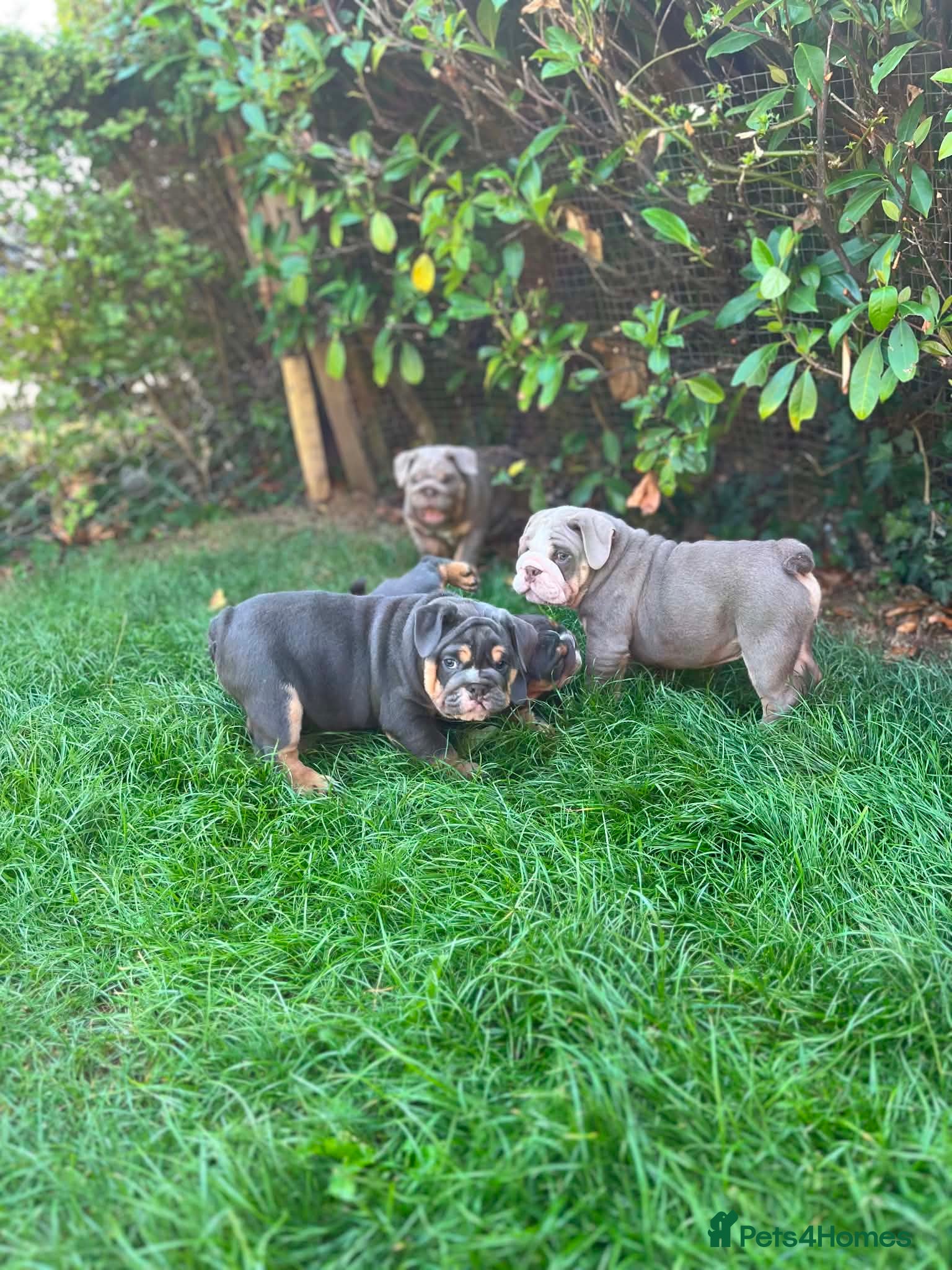 English Bulldog dogs *Ready Now * English Bulldog Puppies  - Advert 17