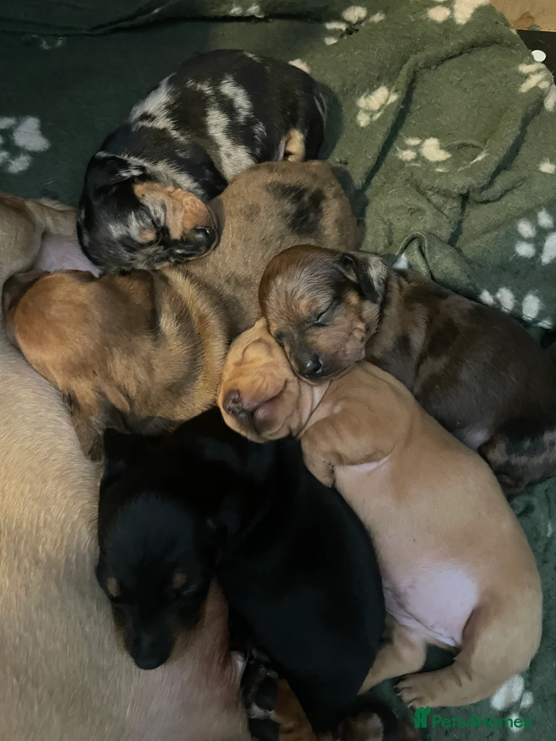 Miniature Dachshund dogs for sale: 4 female miniature dachshunds. - Advert 11