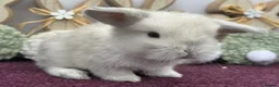 Mini Lop rabbits for sale: Mini lop boys and girls  - Advert 14