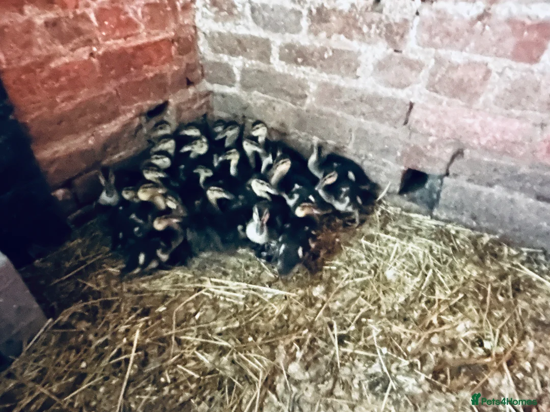 Ducks poultry for sale: Mallard Ducks 5- 6 weeks old £5.00 each - Advert 1