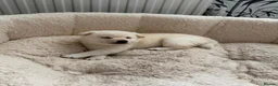 Japanese Shiba Inu dogs for sale: Kiba the Shiba  in Salford - Advert 6