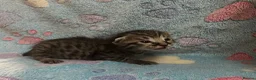 Mixed Breed cats for sale: Gorgeous Kittens For Sale - Advert 5