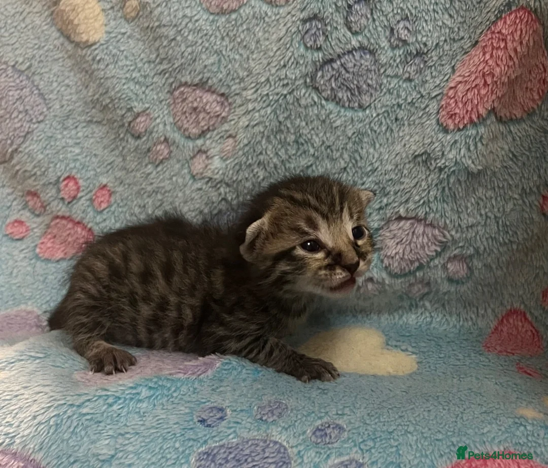Mixed Breed cats for sale: Gorgeous Kittens For Sale - Advert 5