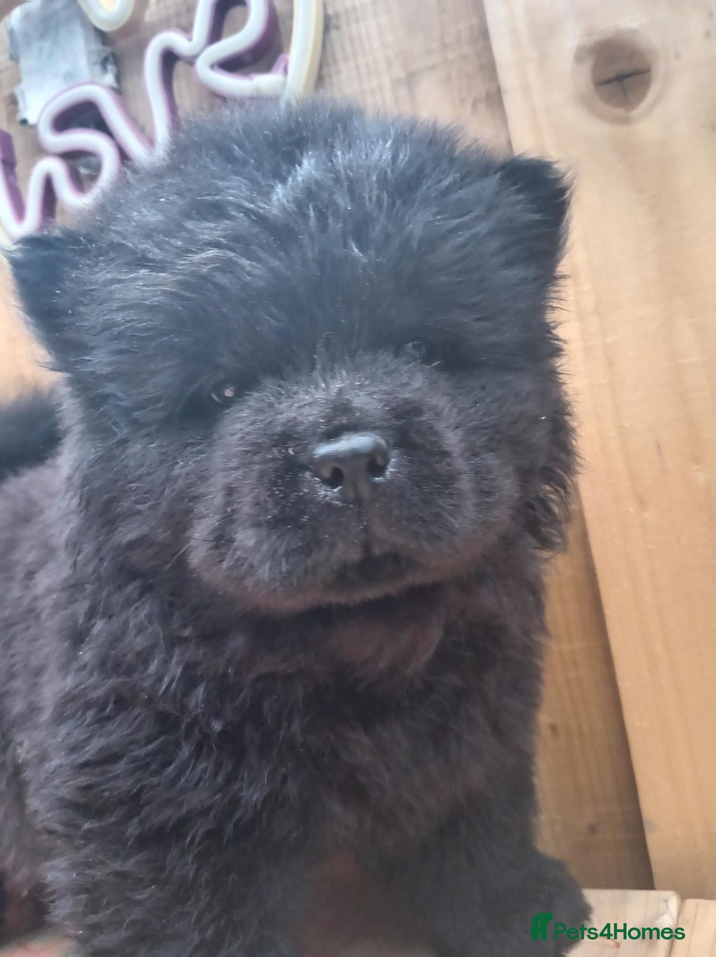 Chow Chow dogs 📢AVAILABLE NOW📢 Last chow chow boy - Advert 7