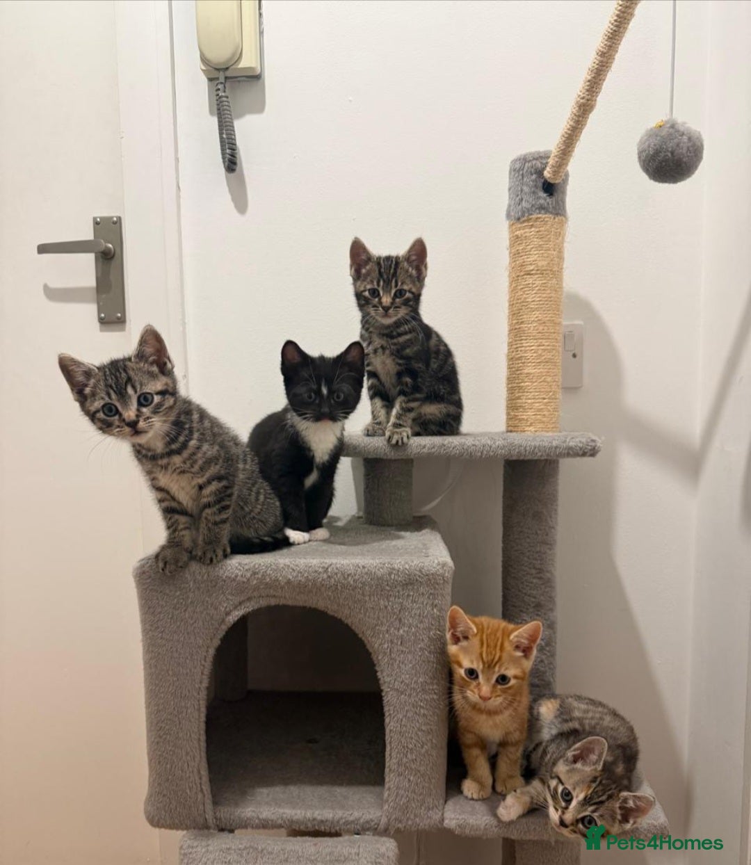 Mixed Breed cats 3 Stunning Domestic Kittens tabby orange stripe - Advert 10