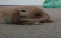 Mini Lop rabbits for sale: Adorable mini lop bunny - Image 3