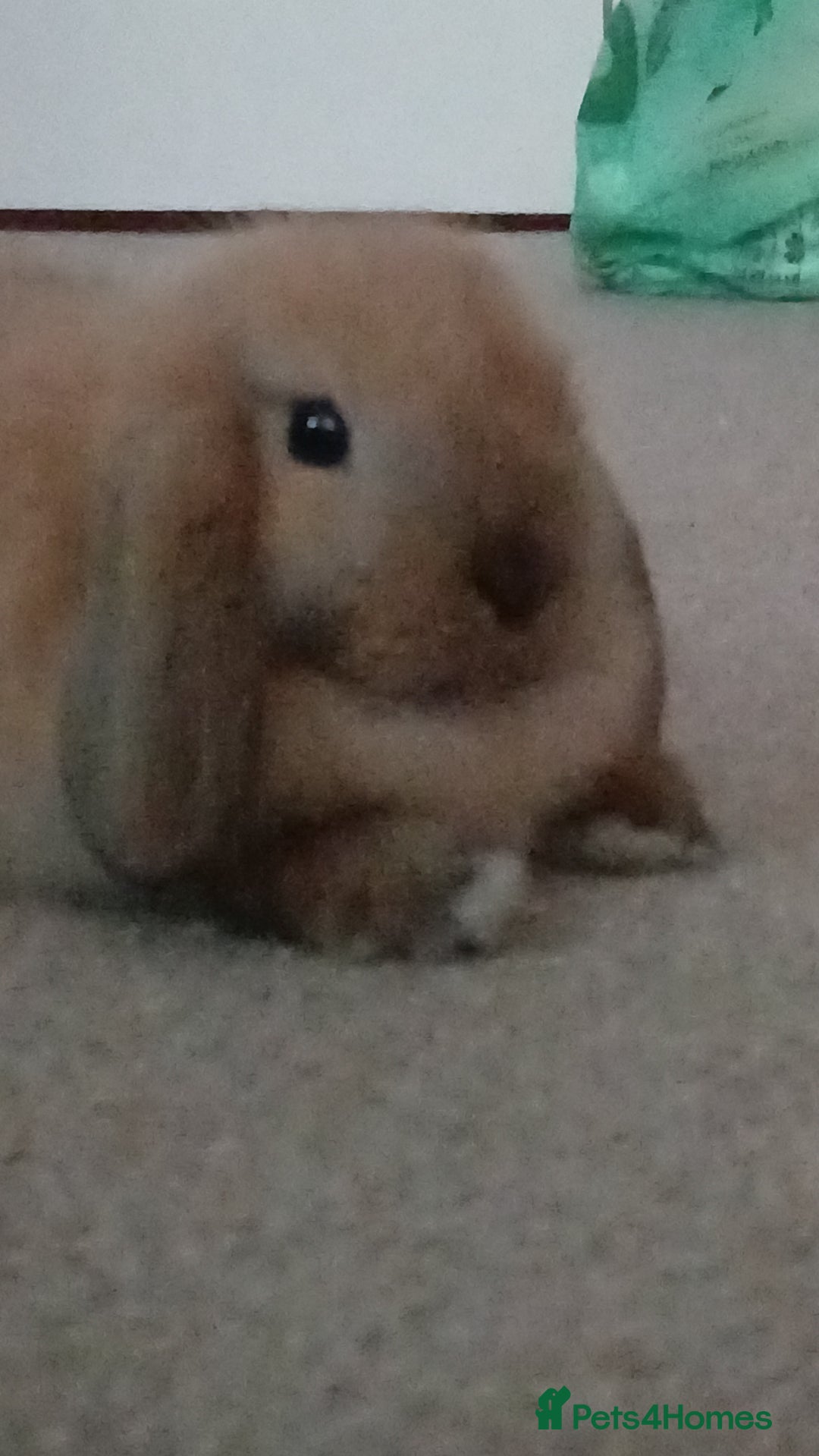Mini Lop rabbits for sale: Adorable mini lop bunny - Image 3