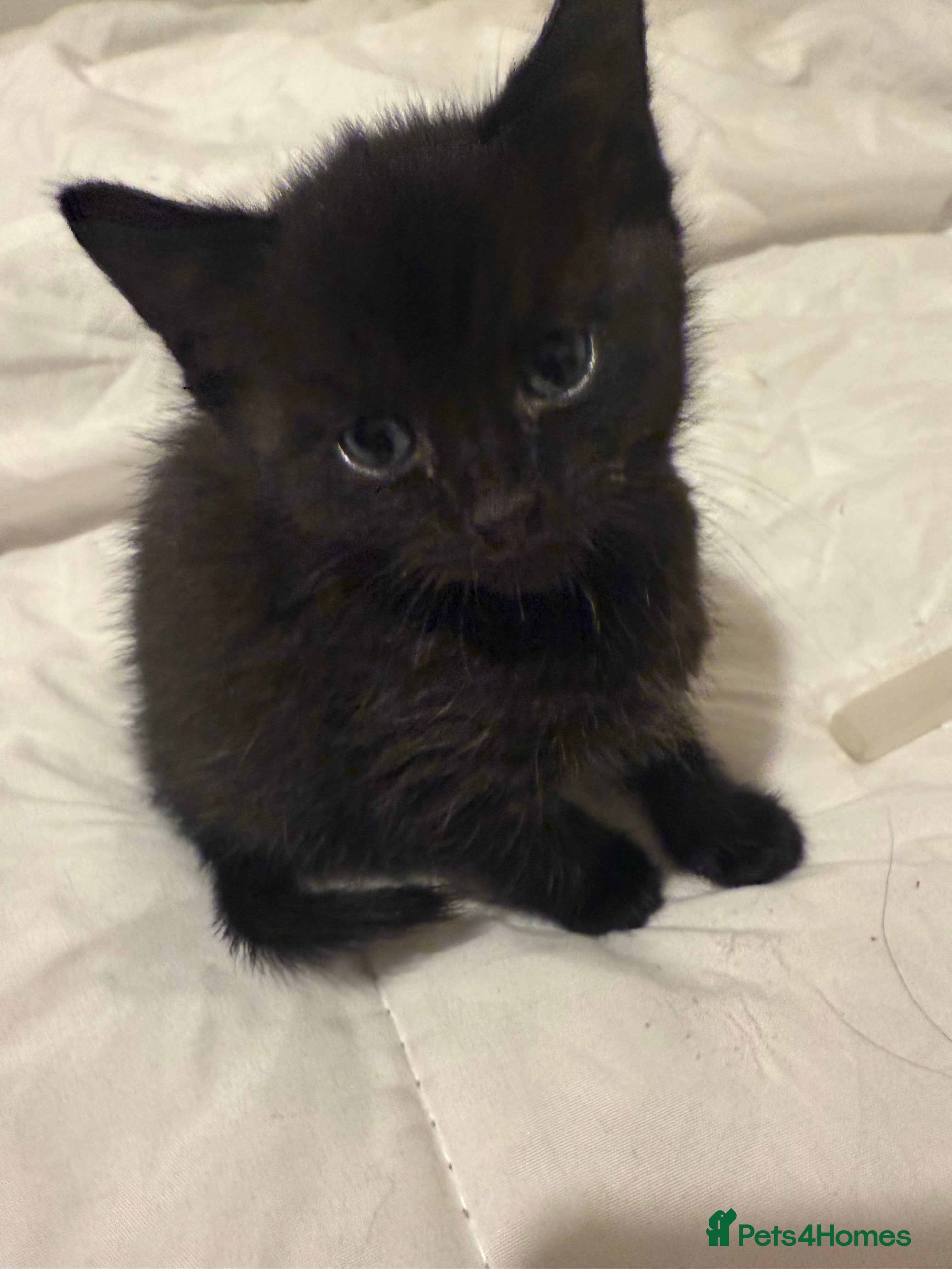 British Shorthair cats Black magical kittens - Advert 1