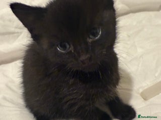British Shorthair cats Black magical kittens - Advert 1