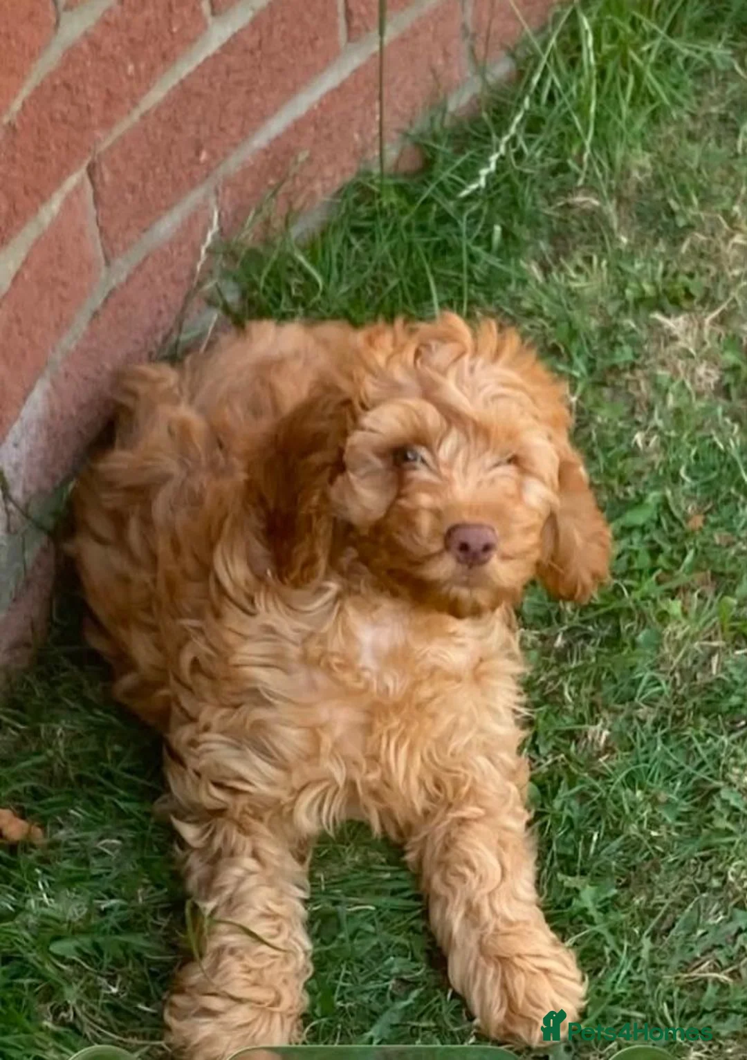 Cockapoo dogs for sale: Cockapoo puppies - Advert 2