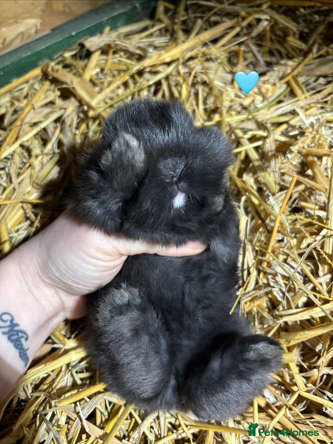 Mini Lop rabbits for sale: 🐰Adorable Mini Lops Kits🐰 - Advert 2
