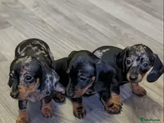 Miniature Dachshund dogs Miniature Dachshund Litter of 3 puppies - Advert 17