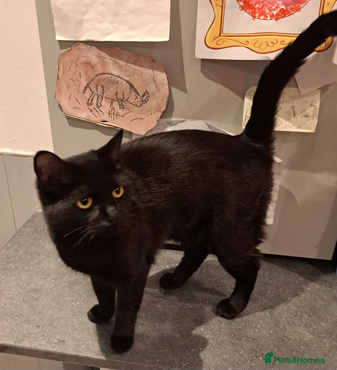 British Shorthair cats for sale: Female Black Short Haired Cat - 1 Year Old - Advert 2
